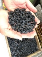 فروش مویز خارجی درجه یک