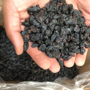 فروش مویز ایرانی درجه یک اورگانیک